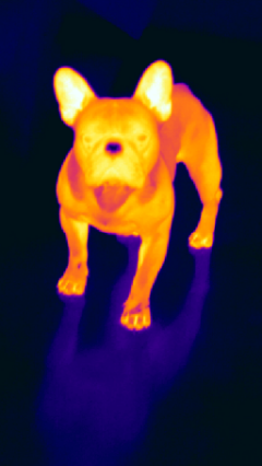 Thermografering av djur